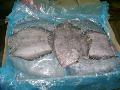 Greenland Halibut