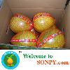 fresh pomelo