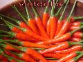  Small   red   chili 