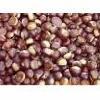 palm   kernel   nuts 