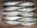 Pacific Mackerel
