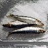 Frozen Sardine Fish