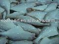  Leather   Jacket   fish (HGT)