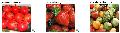 Pomegranate, Strawberry-Fresh Fruits
