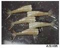 Frozen Vannamei Shrimp R EZ PEEL