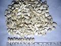 snow white pumpkin seed