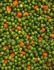  canned   peas  with carrot