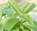 Stevia extract