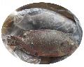  Tilapia  fish  W / R 