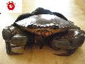 Live Mub Crab