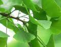 Ginkgo Biloba Extract