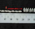 Long white rice 5%broken-hight quality