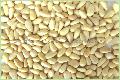 pinenut kernels