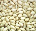 pine nut kernel out shell