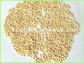 chinese pine nut kernels