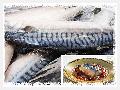 Norway's Mackerel Fillet(Scomber Scombrus)
