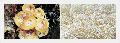 Enoki Mushroom