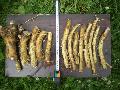 Horseradish root, raw