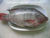 Frozen tilapia whole round