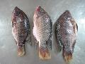 Gutted & Scaled Tilapia