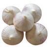  Solo   Garlic 