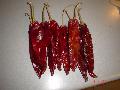 American red peppers