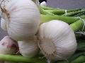 fresh garlic