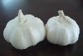Pizhou white garlic