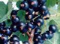 Ribes Nigrum( Black   currant   Anthocyanin )