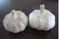 Normal white garlic