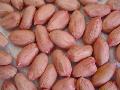 Chinese peanut kernels24/28