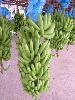 Premium Fresh Cavendish Bananas