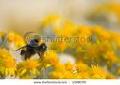 bee polen