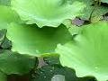  Lotus   leaf   extract 