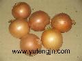 fresh onion