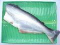 WHOLE PANGASIUS!