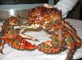 LIVE SPINY KING CRAB (HANASAKI CRAB)