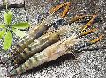 Fresh Water Shrimp HOSO