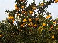 Fresh and sweet mandarin orange