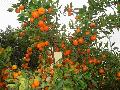 fresh and hot selling nanfeng orange