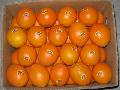 Tasty Navel orange