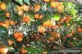 tasty shatang orange
