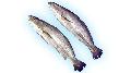 Tiger Tooth Croaker (Otolithes Ruber)