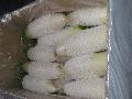 chinese white radish