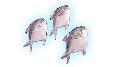 Silver Pomfret (Pampus Argenteus)