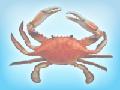  Crab  ( Three  Spot  Crab , Coral  Crab , Blue Swimming  Crab , Mud  Crab )