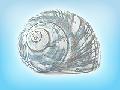 Shell (Top Shell,Star Shell,Fan Shell,Ear Shell,Fan Shell,Ear Shell)