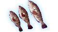 Reef Cod (Epinephelus Sp)