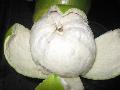 Honey pomelo50