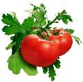 Tomato Paste